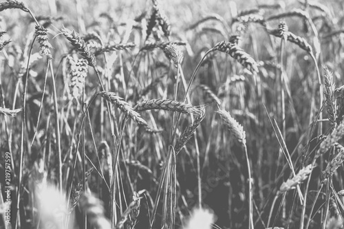 Wheat on the field. Monochrome photo.