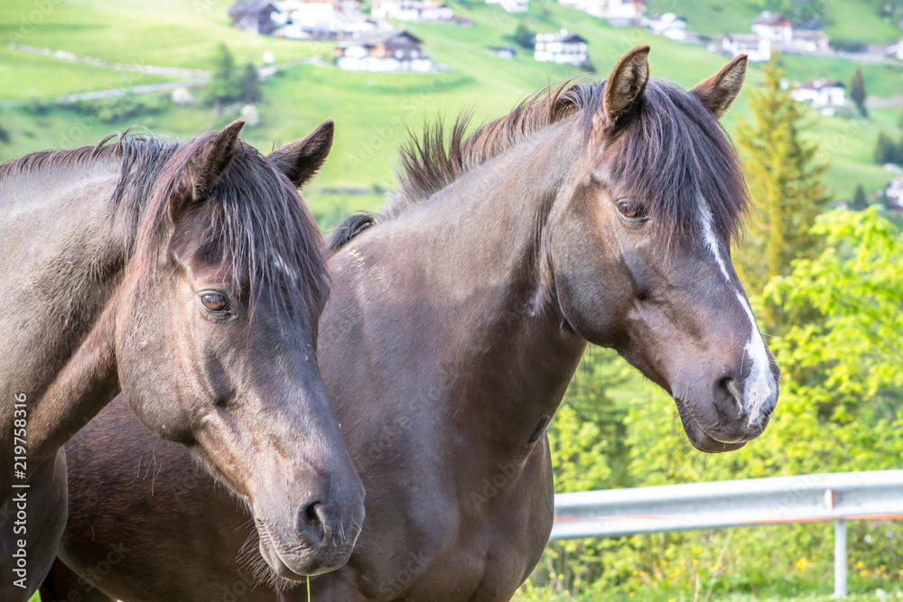 Black horses on the meadow