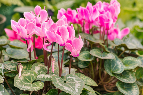 Fototapeta Naklejka Na Ścianę i Meble -  closeup of pink Persian cyclamen flowers in bloom