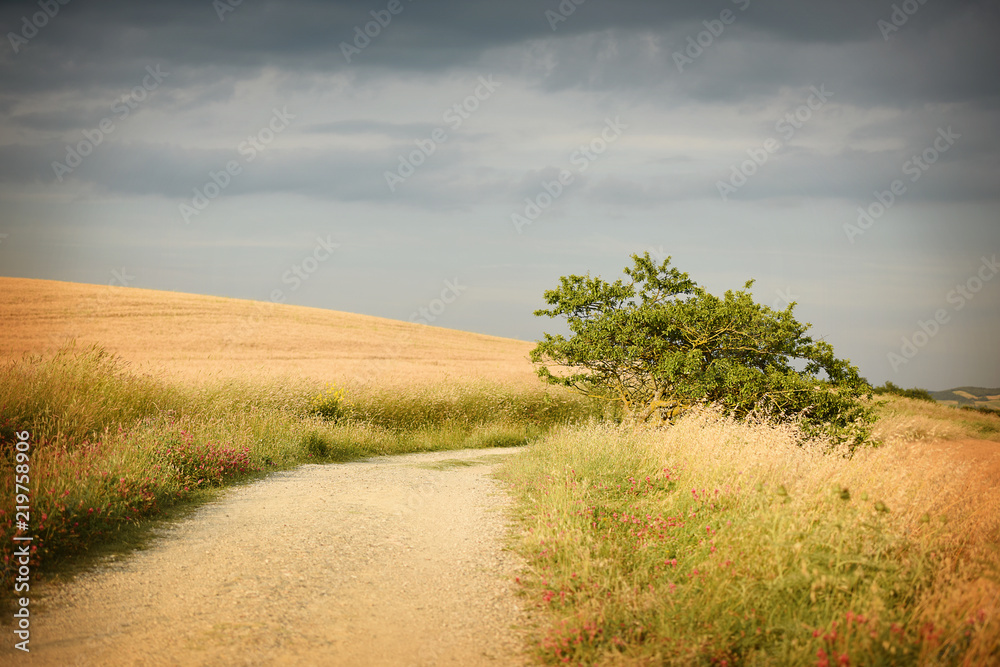 Path through meadows in the evening sun. Tuscany, Italy Path through meadows in the evening sun. Tuscany, Italy