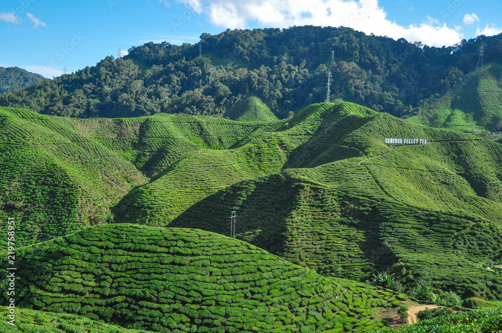 Tea plantations in Cameron Highlands