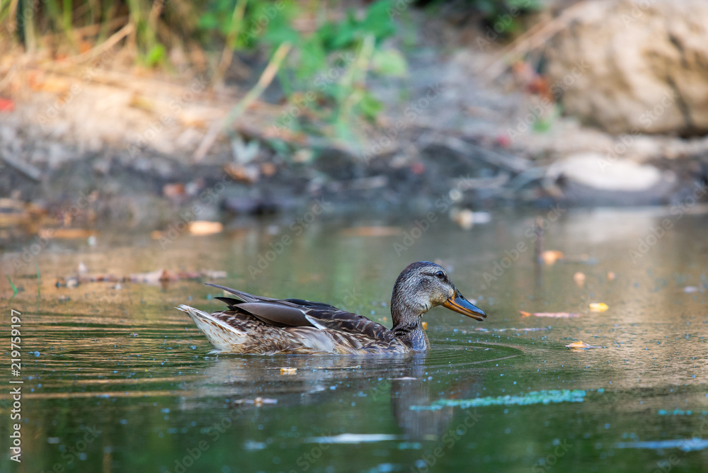 Male wild duck or Anas platyrhynchos swimming in the water. Mallard wild duck, Anas platyrhynchos floating on a lake. Male wild duck or Anas platyrhynchos swimming in the water. Mallard wild duck, Anas platyrhynchos floating on a lake.