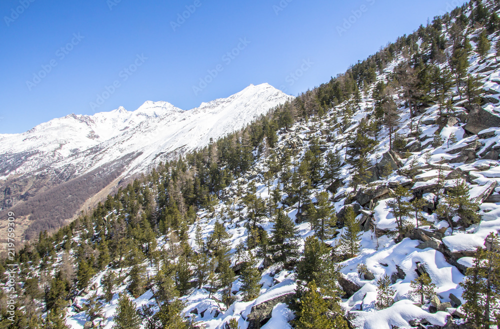 Pine Trees in Winter Mountains of the Switzerland
