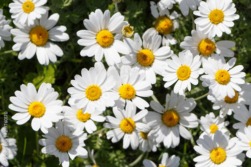 Fototapeta Naklejka Na Ścianę i Meble -  Fleurs de grandes marguerites