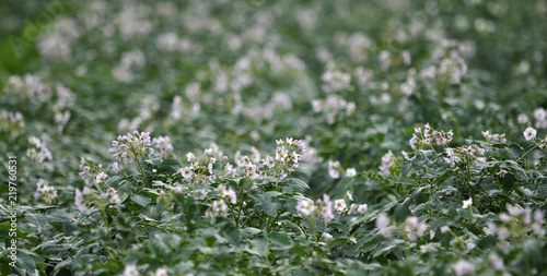 In the field bloom potatoes