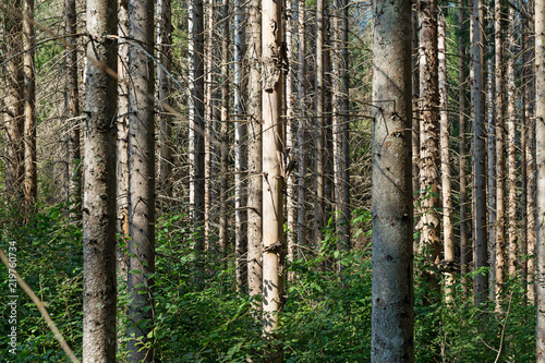 Pine forest affected by bark beetle.