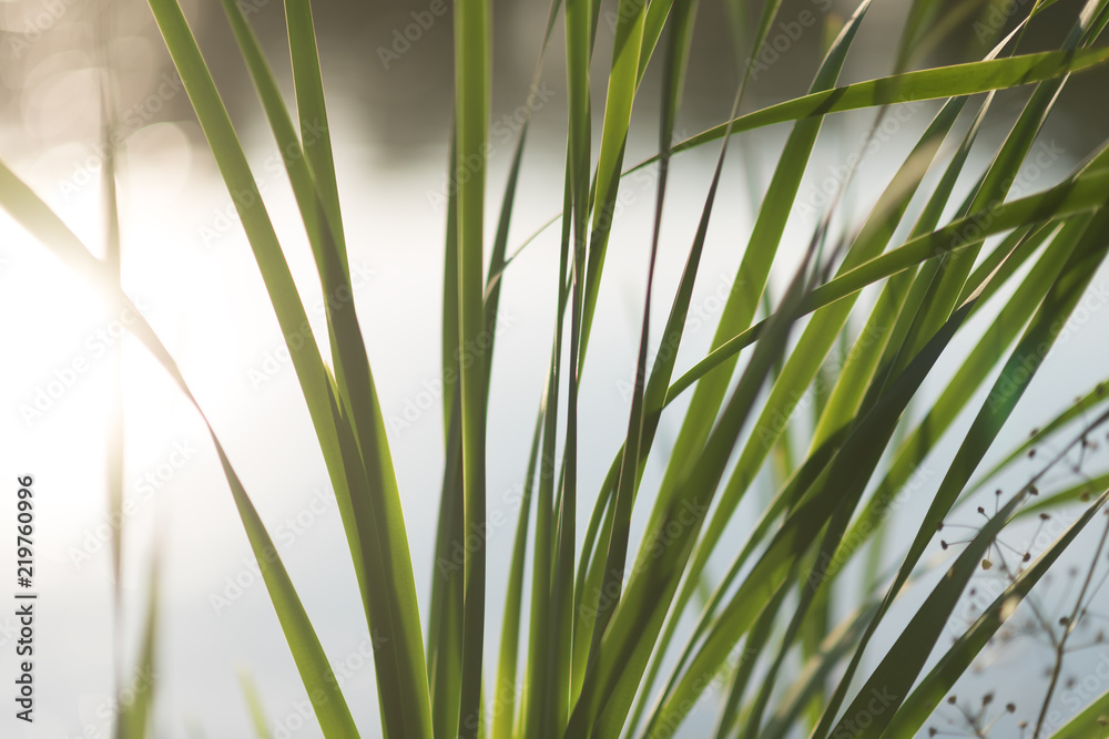 Naklejka premium outdoor scenery showing some green reed vegetation detail at a lake