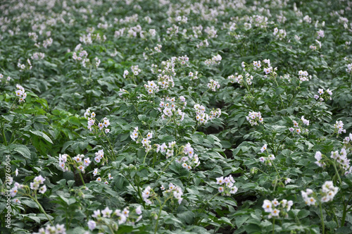 In the field bloom potatoes photo