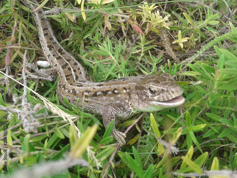 lizard lizard