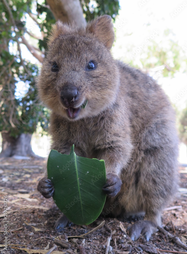 Happiest animal on earthQuokkaSetonix brachyurus feeding on rubber