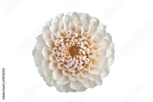 Fototapeta Naklejka Na Ścianę i Meble -  flower dahlia on white background in isolation