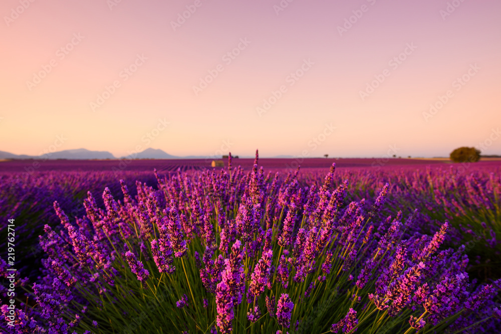 Naklejka premium Lawenda w rozkwicie zbliżenie na polu w Valensole Provence