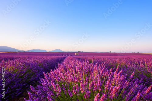 Lavender field iconic famous landscape at sunrise Valensole Plateau Provence rows of blossoming lavender bushes to the horizon Alps