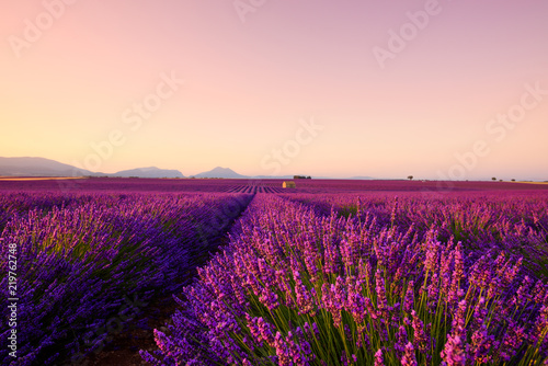 Lavender field blooming in Provence France focus on foreground flowering bush