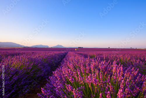 Lavender field beautiful endless rows of flowers with mountains and lonely farm house at sunrise
