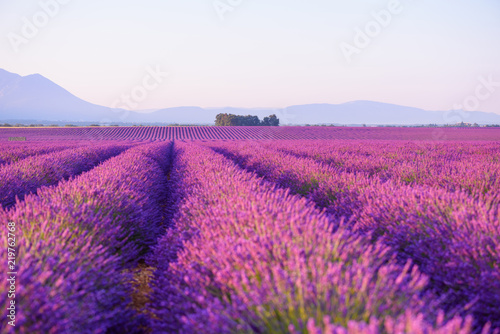 Lavender field Provance France at sunrise light
