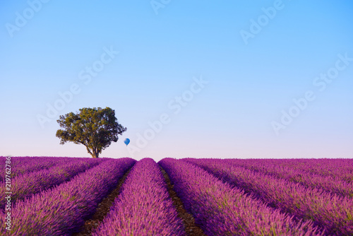 Rows of lavender bushes with lonely tree and air baloon at Valensole France focus on hill and tree