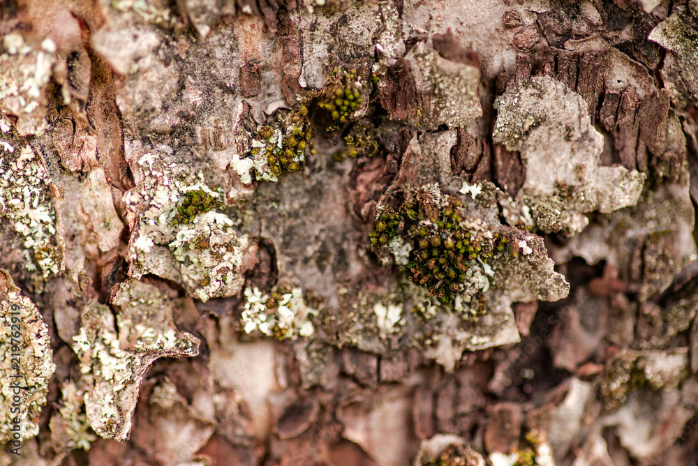 Nature wood bark Nature wood bark
