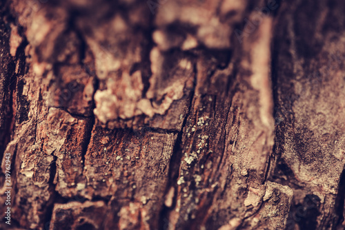 Nature wood bark