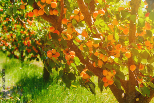 Apricot trees with ripe apricots on a farm