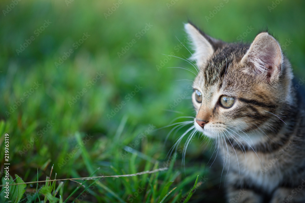 Small kitten sit in green grass cute cat portrait with copy space