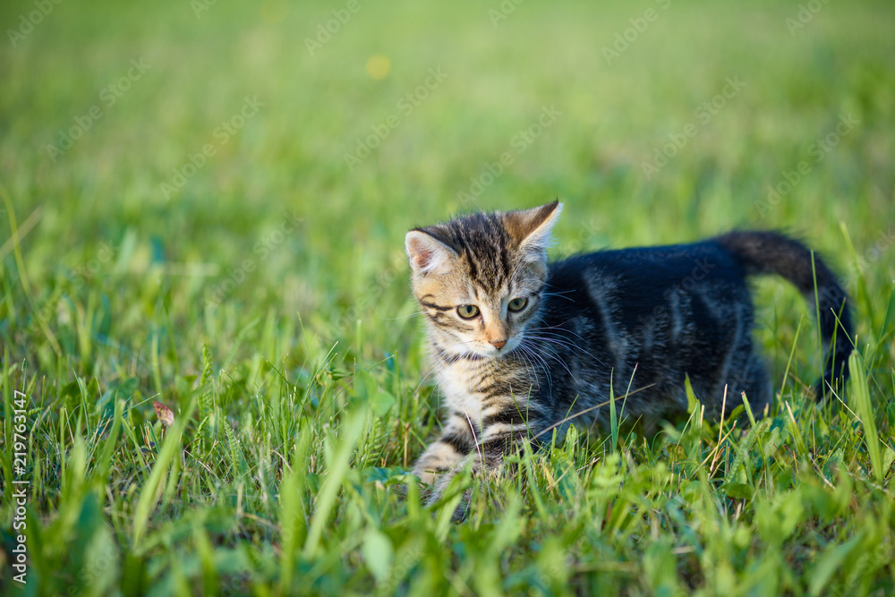 Kitten young playful hunting grasshopers in the grass