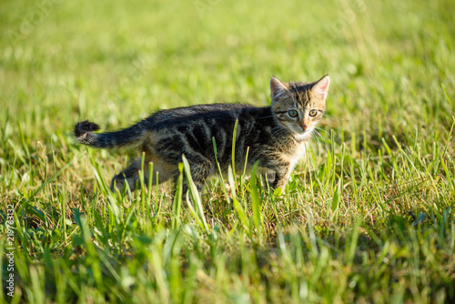 Small kitten walk in green grass cute cat portrait with copy space