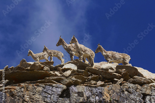 Bharal or Himalayan blue sheep or naur, seudois nayaur, Khardung village, Jammu and Kashmir photo