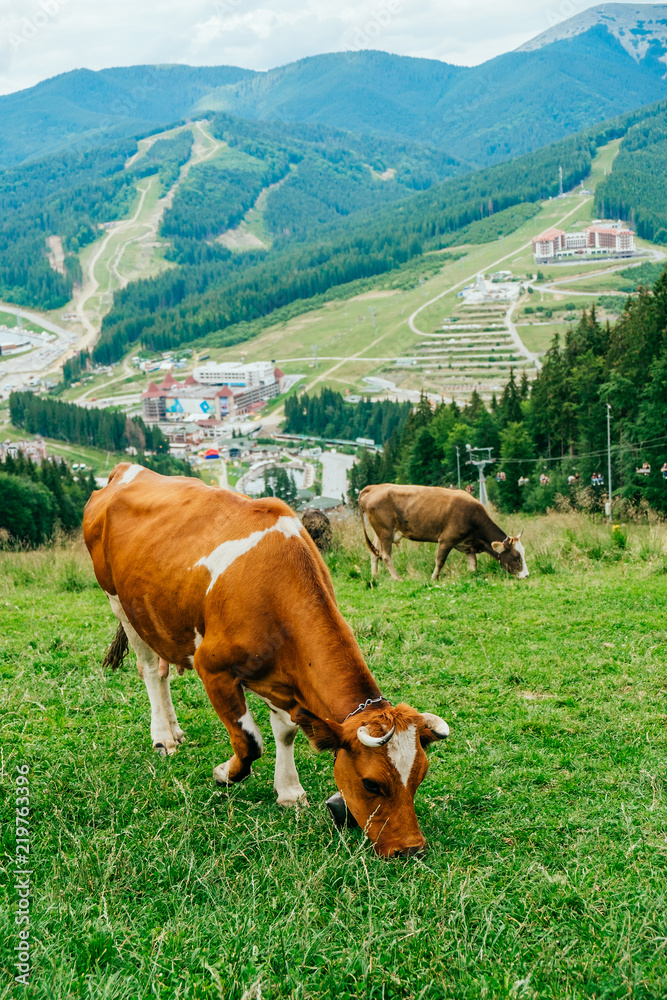 Brown cow grazing in front of the mountain landscape.