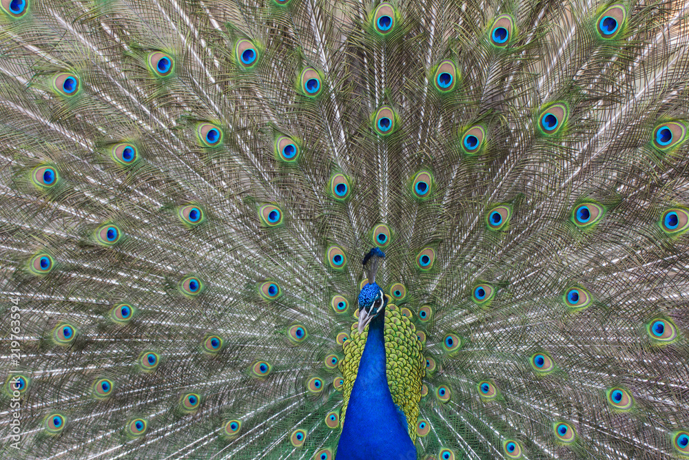 Obraz premium zaloty pawi