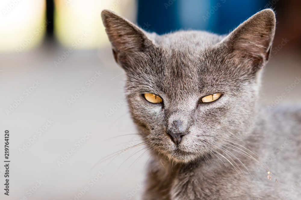 Closeup head portrait of gray domestic cat. Shallow depth of field.