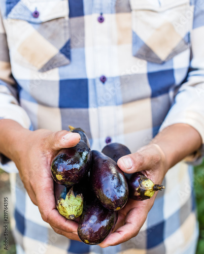 Organic vegetables. Farmers hands with freshly harvested vegetables. Eggplants