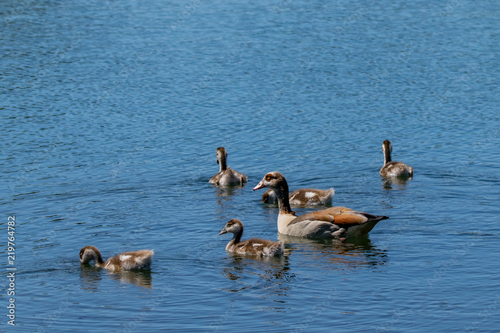 Adult Egyptian Goose (alopochen aegyptiacus) and 5 goslings / ducklings. The young of the egyptian goose are often referred to as ducklings as the breed is related to the shelduck Adult Egyptian Goose (alopochen aegyptiacus) and 5 goslings / ducklings. The young of the egyptian goose are often referred to as ducklings as the breed is related to the shelduck