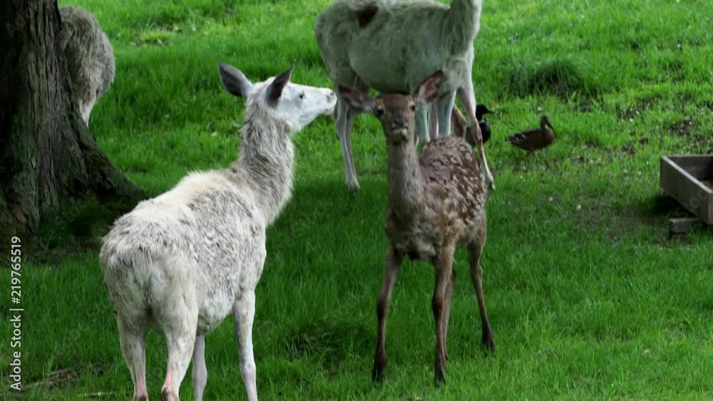 Herd of white fallow deer in nature. Rare albino fallow deer (Dama dama). Herd of white fallow deer in nature. Rare albino fallow deer (Dama dama).