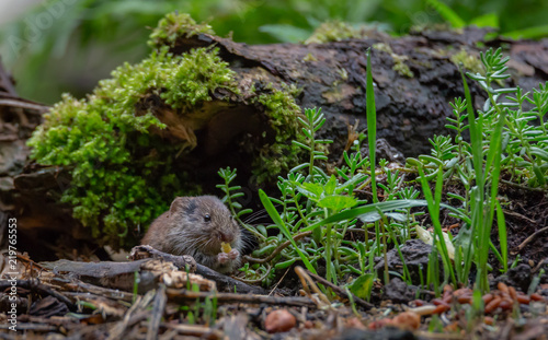 Vole rodent in forest