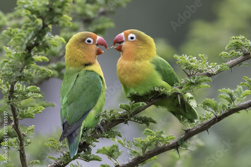  Lilian's lovebird - Nyasa-agapornis photo