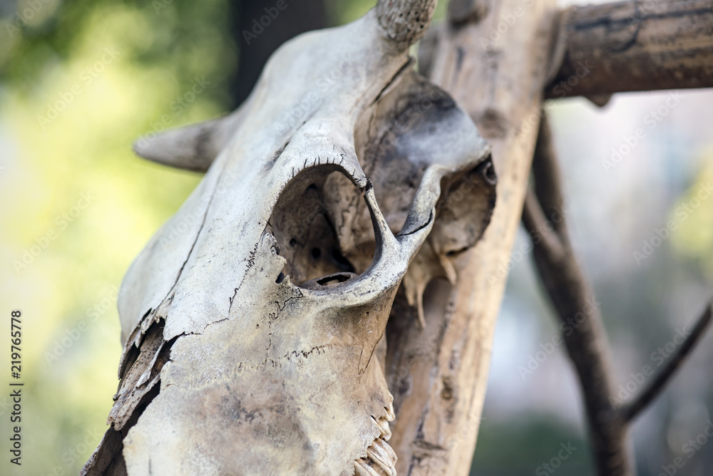 Skull of a wild animal on a wooden stick, spooky and horror theme Skull of a wild animal on a wooden stick, spooky and horror theme