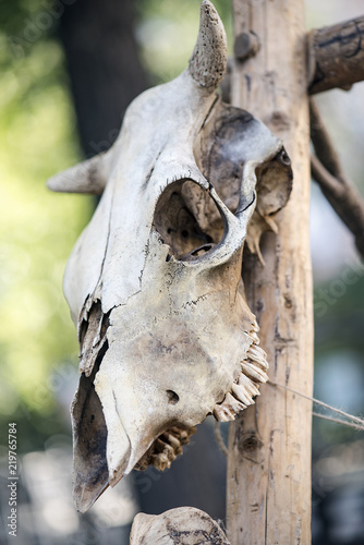 Skull of a wild animal on a wooden stick  spooky and horror theme