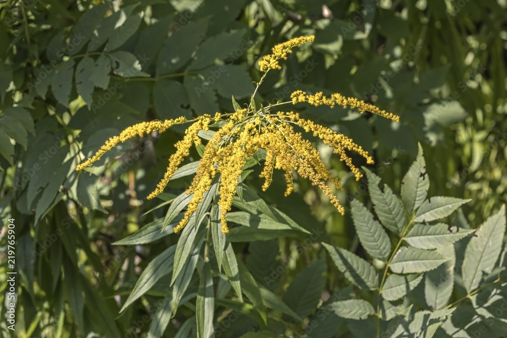 Fototapeta premium cyrilla racemiflora flower in the forest