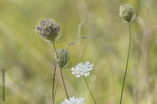 Fototapeta Naklejka Na Ścianę i Meble -  wild carrot flower