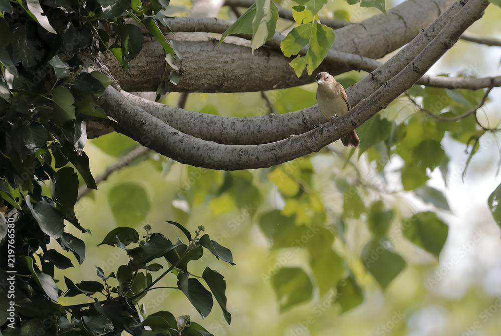 Naklejka premium A great reed warbler (Acrocephalus) 