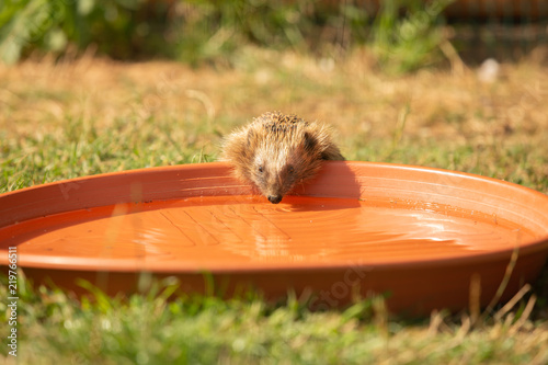 Durstiger Igel