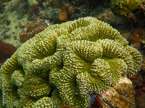 Brain coral, Symphyllia coral in the coral reef photo