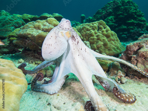 Fototapeta Naklejka Na Ścianę i Meble -  Octopus steaching its legs on a coral reef