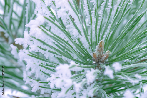 Pine trees covered with frost. Pine needles in snow. Cloudy frosty day.Spruce branches in the snow.
