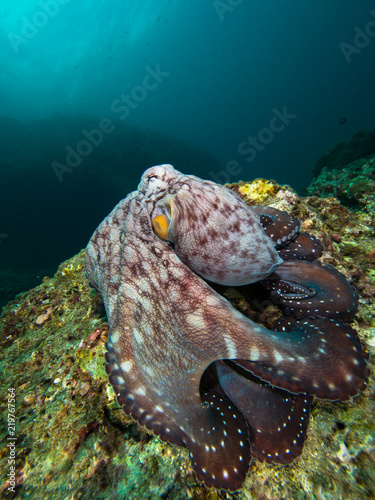 Octopus on a coral reef