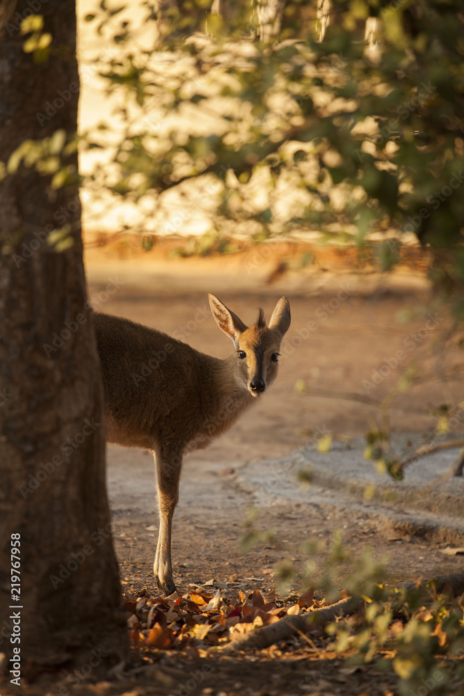 antelope at dawn
