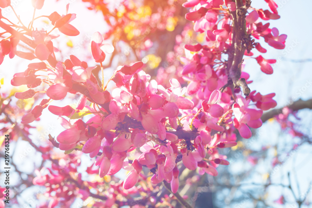 Nature background with blossom branch of pink flowers with warm sunshine in spring. Nature background with blossom branch of pink flowers with warm sunshine in spring.