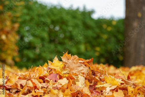 Pile of maple leaves, autumn colors