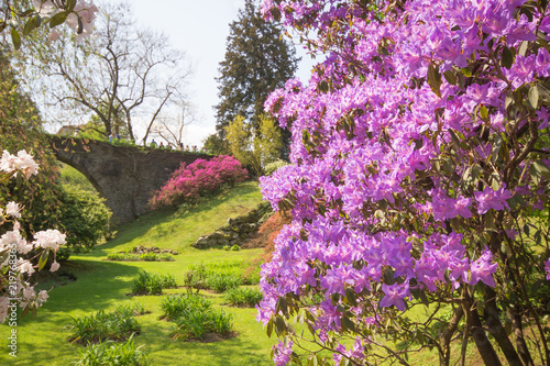 Blossom tree, tree with flowers over nature background, Spring flowers, Spring Background.